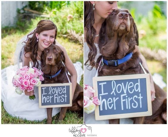 cane al matrimonio